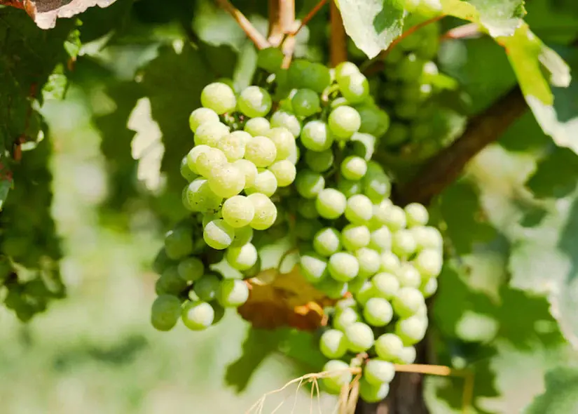 Grappoli di uva bianca ROS